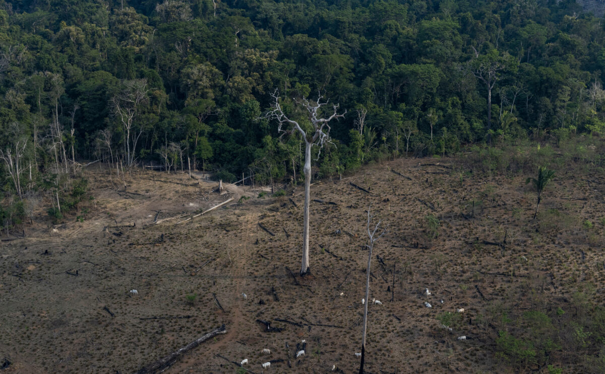 Tragédia anunciada: destruição da Amazônia será “catastrófica” para o  planeta, alertam cientistas – Jornal da USP